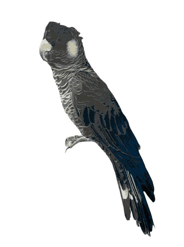 Baudin Cockatoo: example finished result